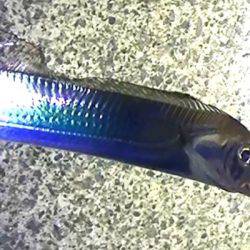 石津浜でアオリイカ、湾内で太刀魚